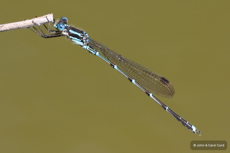 J17_4467 Austrolestes colensonis male.JPG